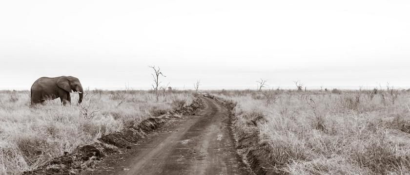 斯威士兰 非洲 自然 萨凡纳 昂贵 大象 路 孤独