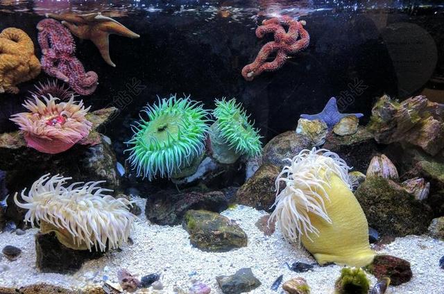 沙 岩 珊瑚 珊瑚礁 水 动物 海葵