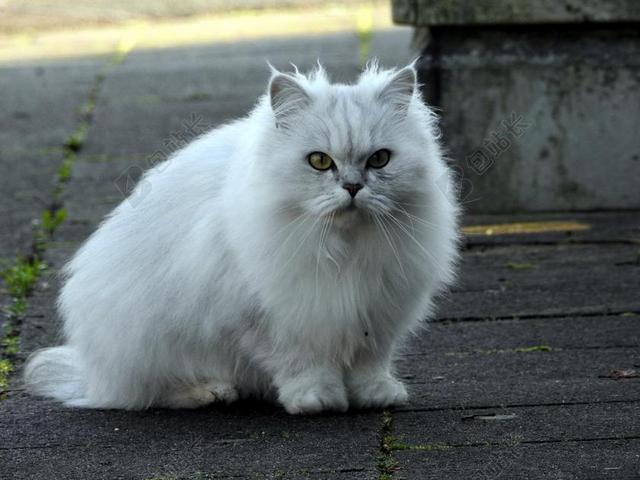 白猫 阿迪达斯 国内的猫 小猫 猫画像 长毛猫 猫的眼睛