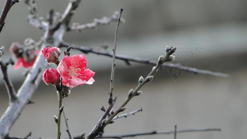 花 桃花 春天 春舞