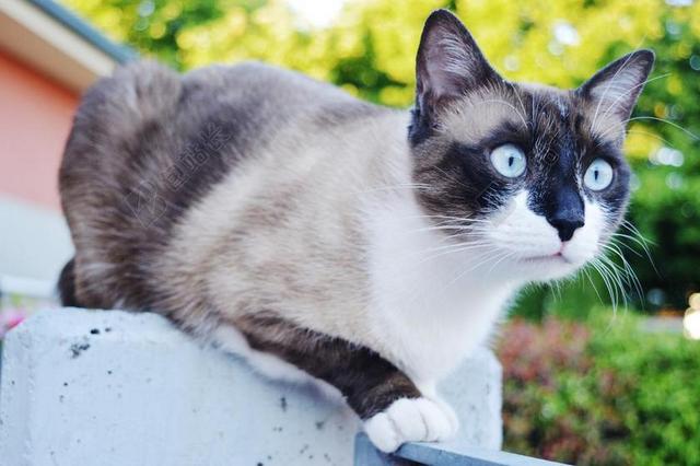 猫咪 眼睛 蓝色 暹罗猫 枪口 花园 爪子 动物 脸
