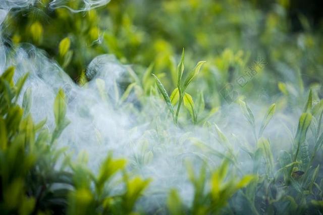 茶 茶叶 绿茶