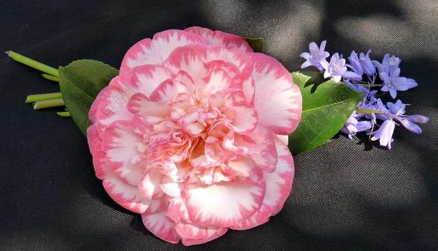 茶花 粉红色的条纹 风铃