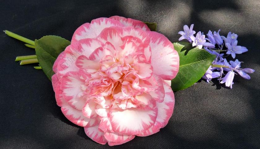 茶花 粉红色的条纹 风铃