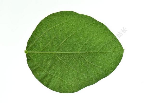 大豆叶 绿色 健康