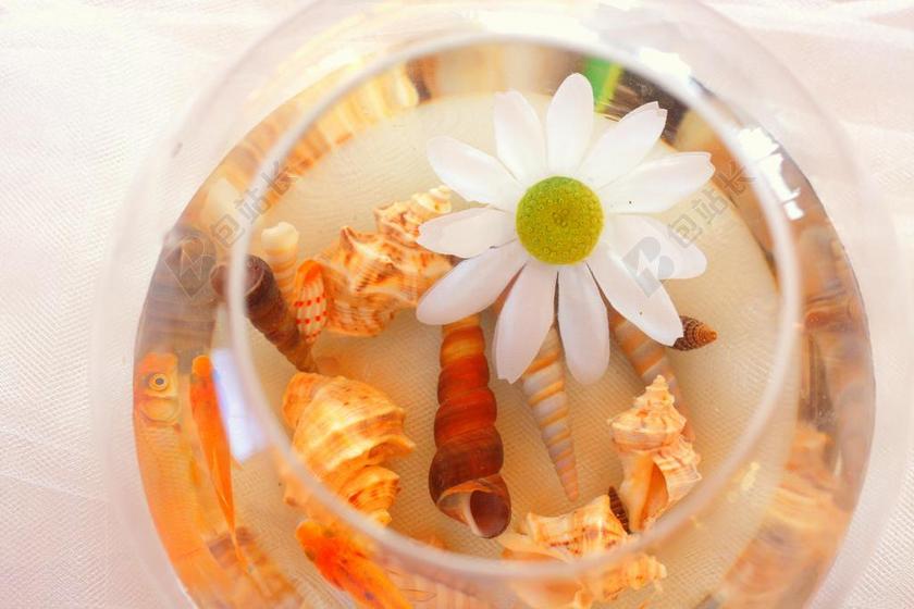 外壳 贝壳 花 浮动 玻璃 玻璃 核心部件 热带 海洋