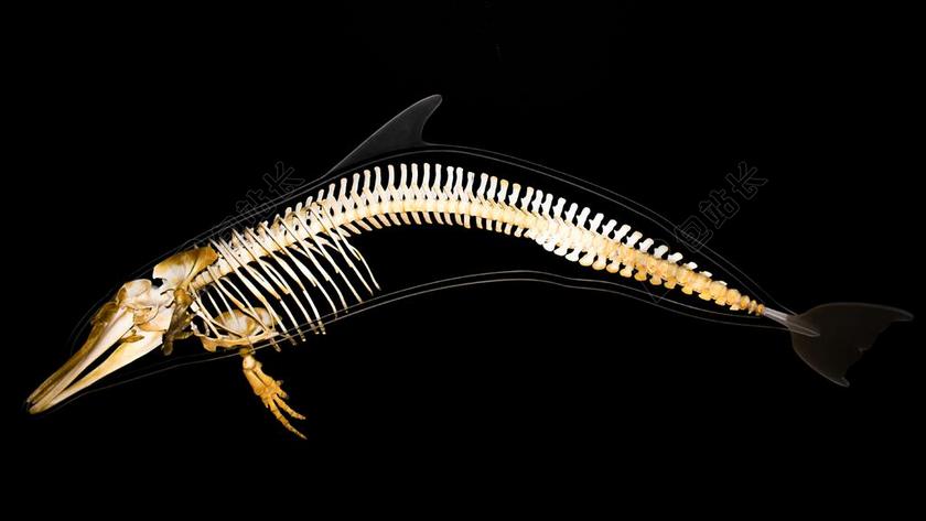 海豚 骨架 解剖 哺乳动物 骨 动物学 鱼类学 野生动物