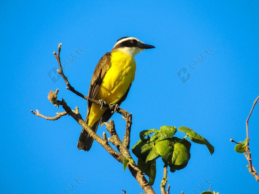 鸟 CAMBACICA 黄色 热带鸟 动物 小鸟 马里基塔