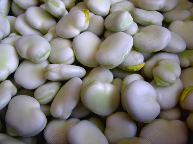 蚕豆 鲍勃 种子 绿色 蔬菜 饮食 维生素 新鲜