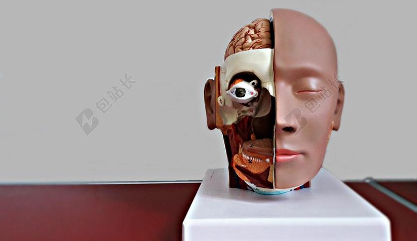 医学医疗模特模具解剖图背景图片