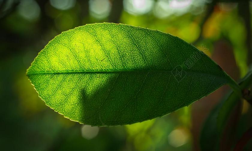 叶 大自然 绿色 树叶 HWALYEOB 抽象 植物 国情咨文