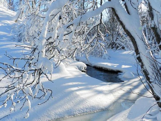 冬季 弗罗斯特 雪 雪堆 树木 冰川 冰壳 纳斯 冷 分支