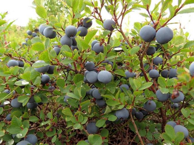 蓝莓 莓果 野生浆果 美味 健康食品 集 收获 林间空地