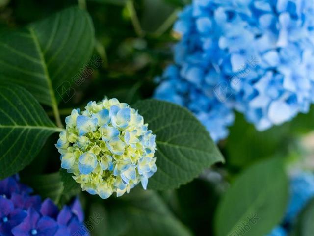 绣球 鲜花 绣球花 雨季 自然 植物 日本花卉 6 月 白