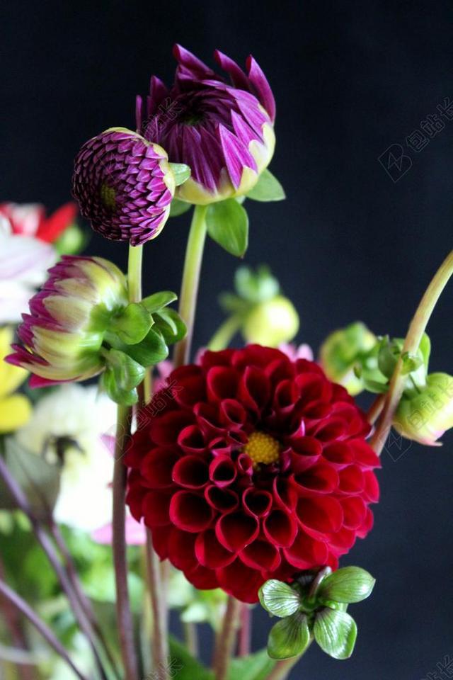 大丽花 娇琴纱 大丽花花园 开花 花园 花 秋季 花花园
