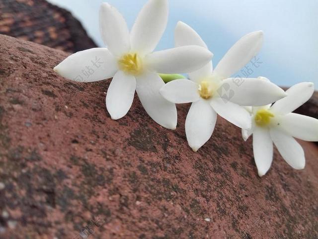 棕色 美丽 茉莉花