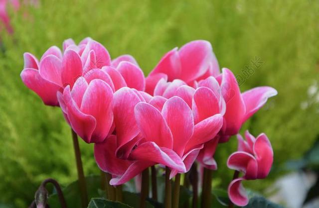 鲜花 仙客来 粉色 绿色的树叶 花园