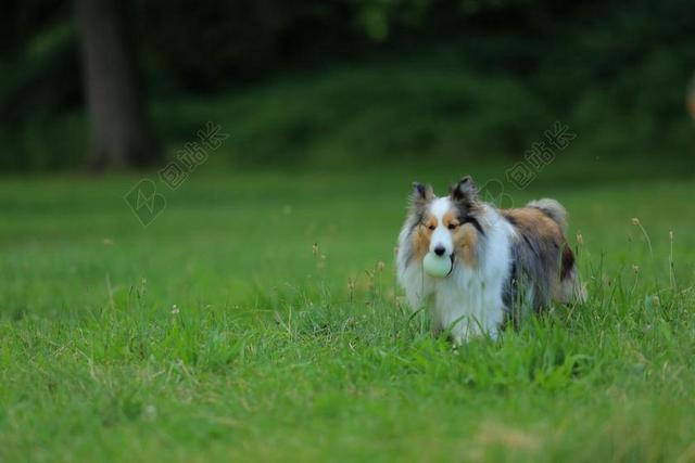 狗狗 訓練 公園 草地 跑步 銜球 黑暗