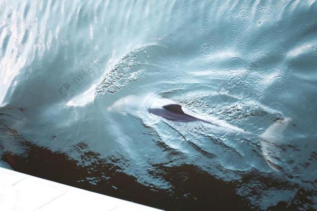 海 海洋 水 波 鲸鱼 海豚 鱼 动物