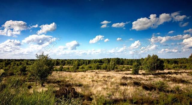 海德 家畜赶到市集健康 性质 石楠 景观 HEATHLAND