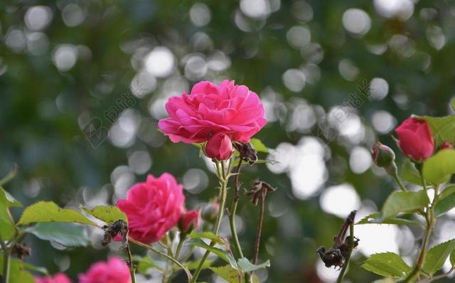 灌木 玫瑰 藤本月季 花瓣 颜色粉色 绿色的树叶 绽放 性质