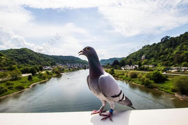 鸽子 MOSEL 酒 景观 萨克森 德国 河 葡萄园 假期