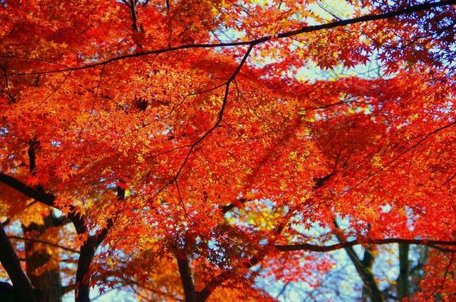 枫叶 秋季 秋季树叶 日本 落叶 叶 红 天空 红色