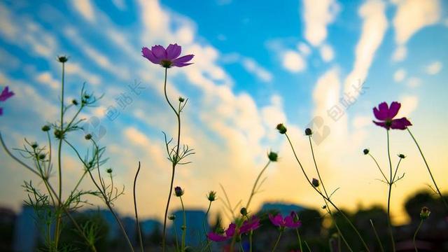 旅游自然夕阳下盛开的花朵背景图片