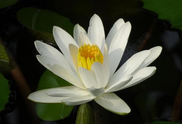 百合 水百合 白 花 睡莲科 水 池 植物区系 睡莲阿尔巴
