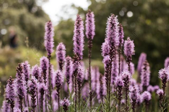 花 自然 春 花的 夏天 植物 花园 开花 盛开 绿色