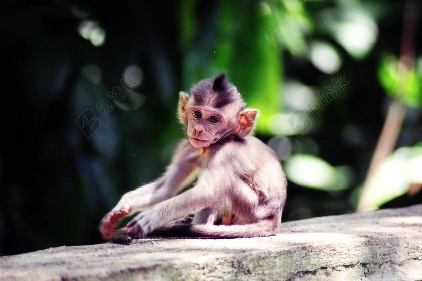 忧郁 巴厘岛 猴子
