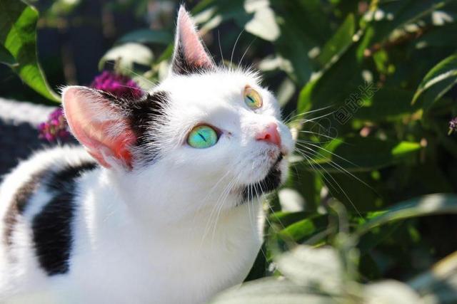 猫咪 植物 眼睛 花园