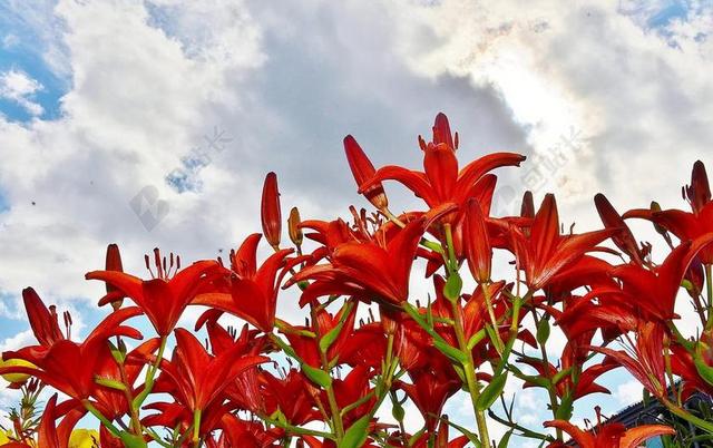 花 百合 紫色 开花 春 花的 夏天 颜色 紫罗兰色 叶