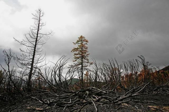 火 大火 森林 戴德伍德 燃烧 煤 灰 烟 木柴 火山灰