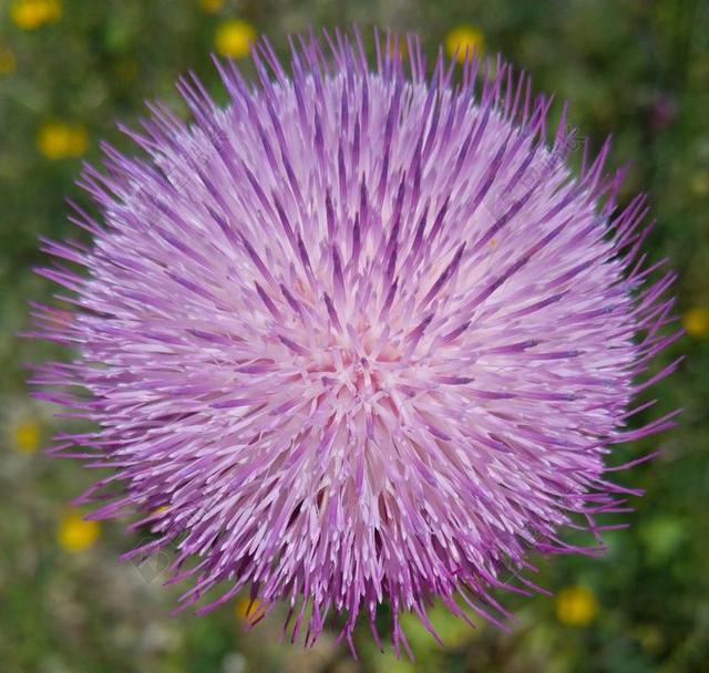 野花 紫色 水飞蓟 性质 花卉 植物 春天 夏天 DEA