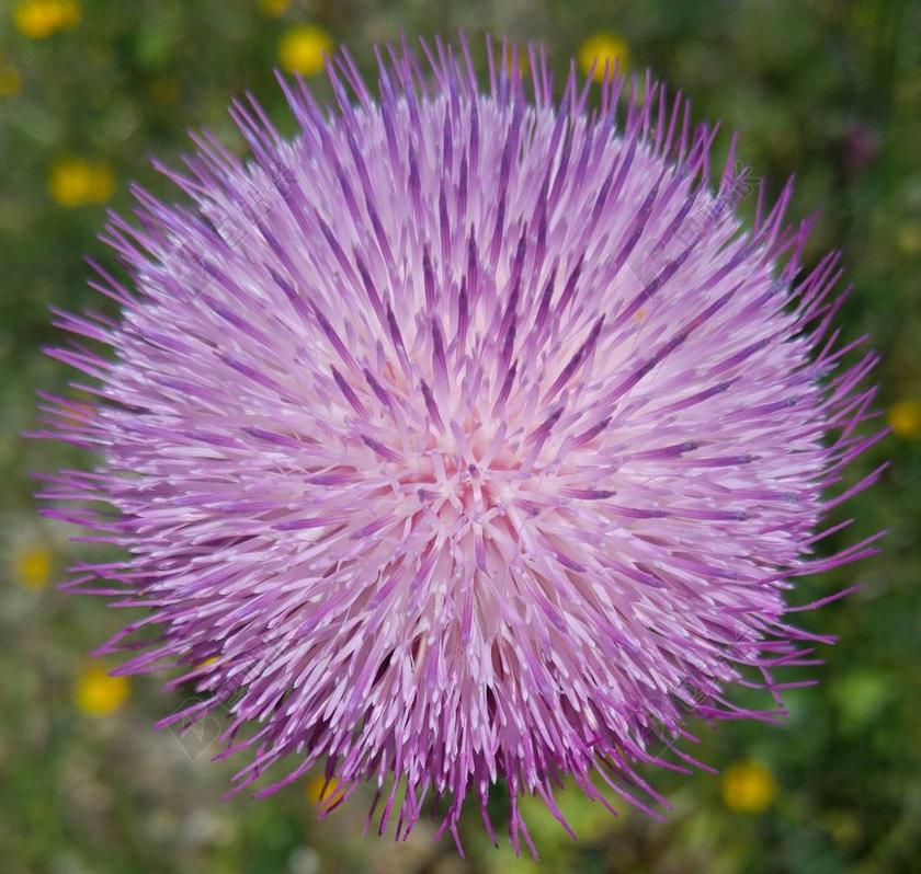 野花 紫色 水飞蓟 性质 花卉 植物 春天 夏天 DEA