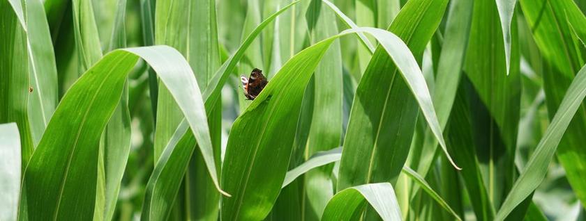 麦田 玉米 玉米种植 农业 字段 耕地 鲍尔 农场 收获