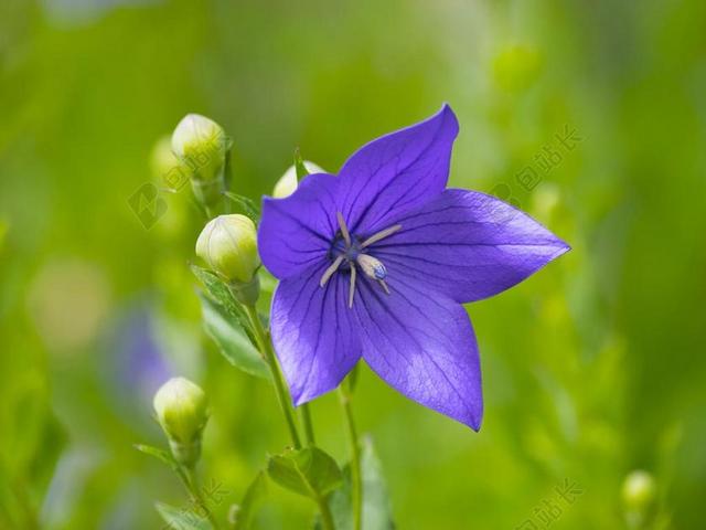鲜花 桔梗 紫 蓝色 紫色 开花 夏季 植物 植物区系