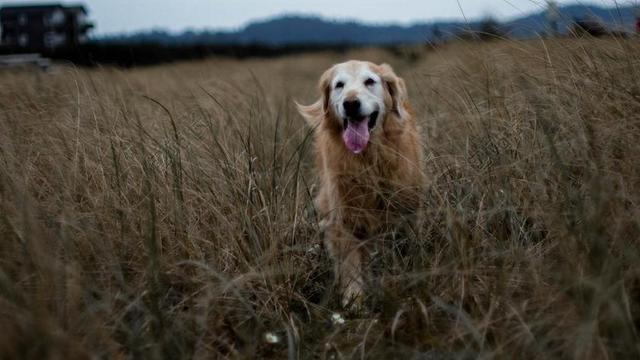 金毛寻回犬 原野 小麦 老 自然 狗 黄色 草 可爱 黄金