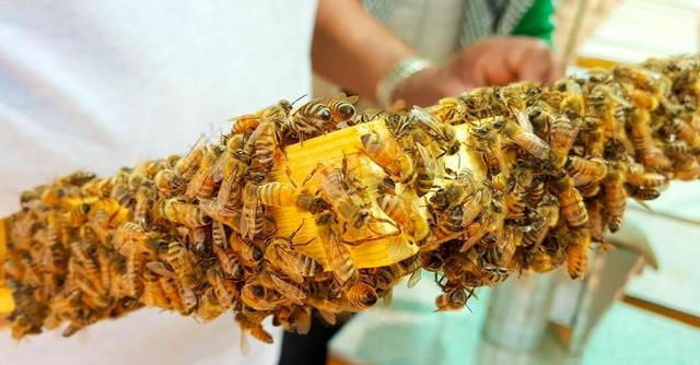 蜜蜂 蜂蜜 蜡 配置单元 帧 特写 工人 雄蜂 女王 黄色