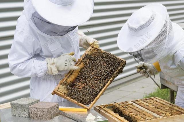 养蜂人 蜜蜂 蜂箱 蜂巢 蜜蜂育种 养蜂业 猎物 养蜂