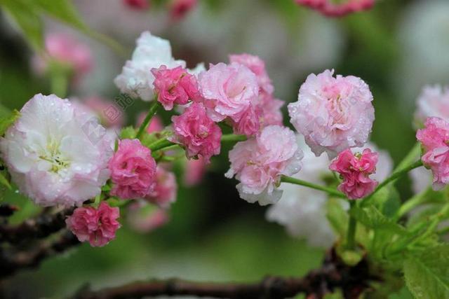 植物 櫻花 菊櫻 春雨 春天 繽紛 朝氣 水珠
