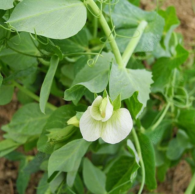 豌豆花 植物 豌豆 花卉 叶子 白花 绿色 农业