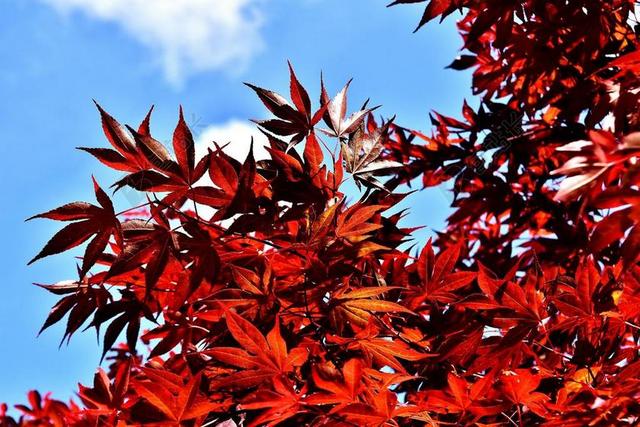 日本枫树 布什 红色 红枫叶 叶子 花园 厂 性质 夏季