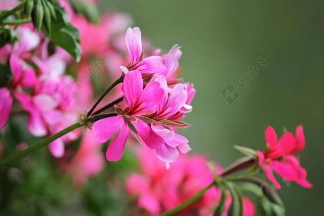 天竺葵 阳台上的花 鲜花 阳台植物 夏花 文化花 紫 粉红色