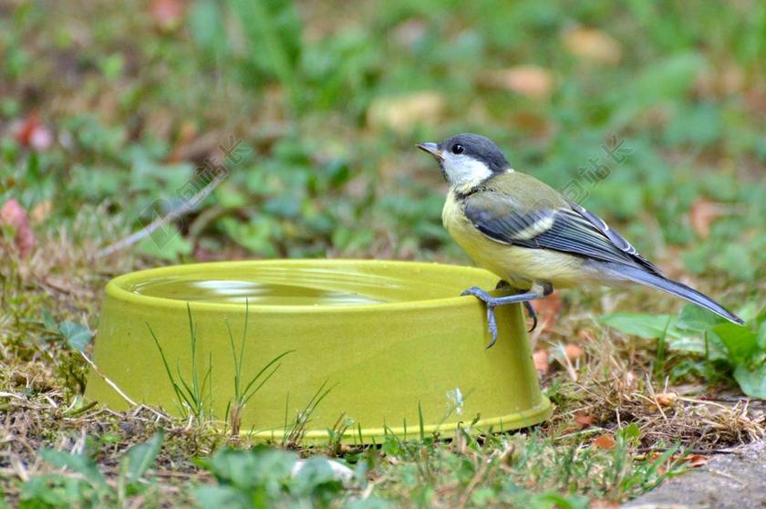 山雀 鸟 鸣鸟 小小鸟 药水 觅食 坐在 口渴 动物
