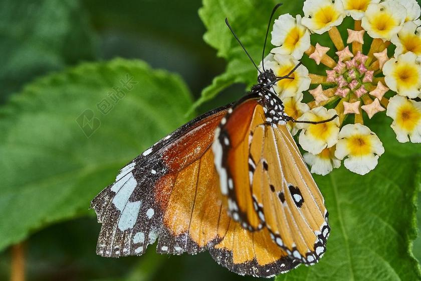 蝴蝶 性质 昆虫 动物 关闭 花 夏季 春天 开花