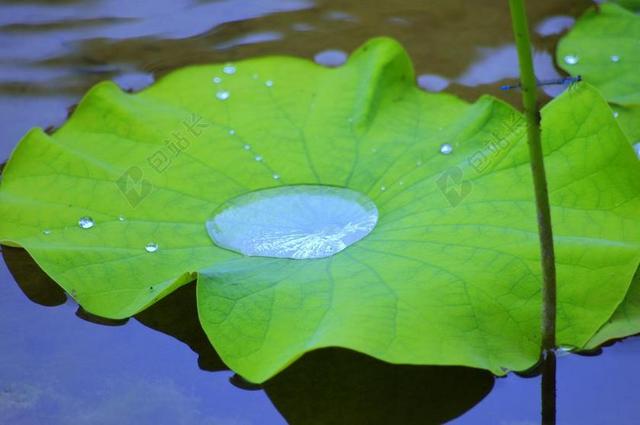 莲花水涅睡莲叶莲的自然水边日本水中百合 包站长