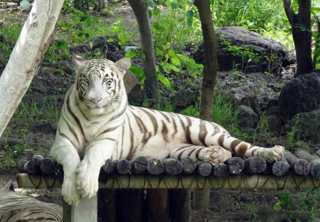 虎 白虎 猫 动物 野生动物 野生 猫的 捕食者 大