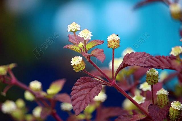 厂 甜菜 阿兹特克甜香草 药用植物 性质 开花 花 植物群